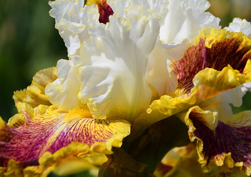 Fleur en gros plan