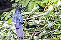 * Nomination: Greater ani (Crotophaga major) --Charlesjsharp 20:18, 29 May 2025 (UTC) * * Review needed
