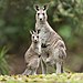 Macropus giganteus - Brunkerville.jpg