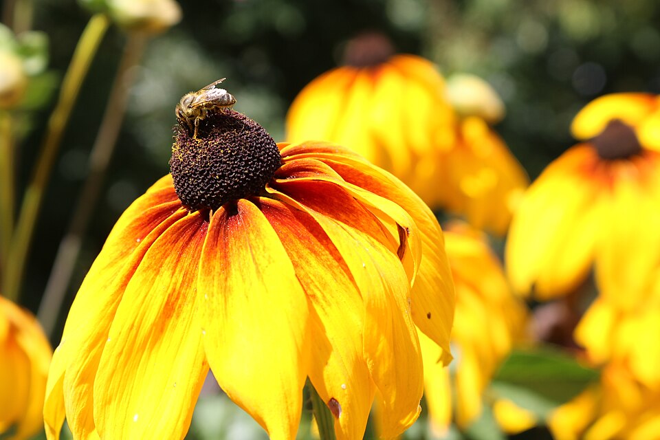 gelbe Rudbeckia