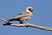 Black-faced Woodswallow 1 - Sturt National Park.jpg