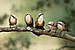 Grey-crowned Babblers 1605.jpg