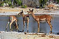 Impala (Namibia, Etosha Nationa Park)