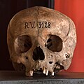 * Nomination Human skull in the collections of the Neues Museum in Berlin, Germany. --Phyrexian 17:21, 23 May 2025 (UTC) * Decline  Oppose Not sharp enough. --Sebring12Hrs 13:32, 31 May 2025 (UTC)