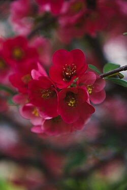 Chaenomeles speciosa