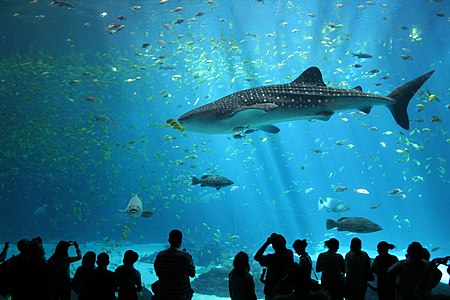 Rhincodon typus (Whale Shark)