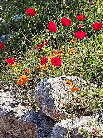 Red poppy in Mycenae