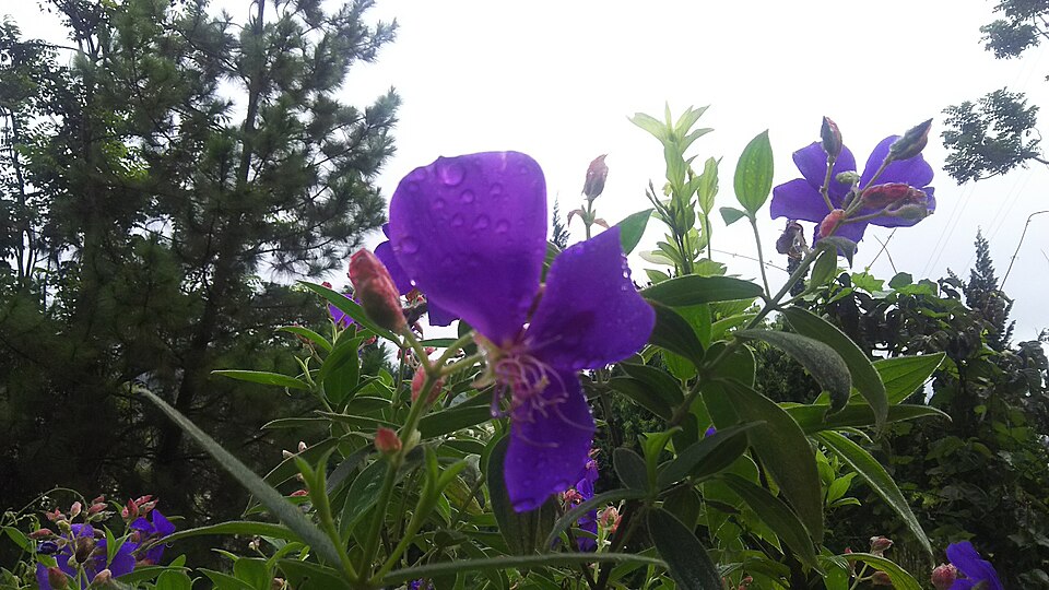Wild Purple Rose In Malang City, Indonesia