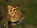 Image 89Speckled Wood butterfly