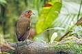 * Nomination Giant antpitta (Grallaria gigantea hylodroma) --Charlesjsharp 12:04, 10 May 2025 (UTC) * Promotion  Support Good quality. --Jakubhal 12:27, 10 May 2025 (UTC)