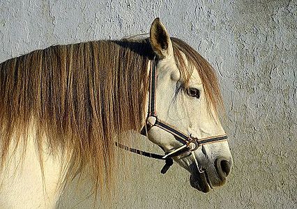 Equus caballus (Horse)