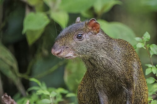 Central American agouti (Dasyprocta punctata)