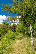 * Nomination Path to the "Silbersandhöhle" cave east of Stettfeld --Plozessor 02:41, 30 May 2025 (UTC) * Promotion  Support Good quality. --Екатерина Борисова 02:47, 30 May 2025 (UTC)