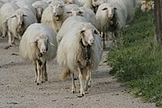 Sardinian Sheep