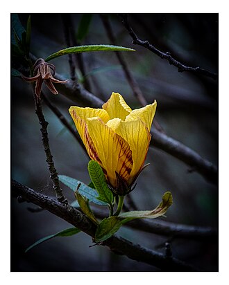 Hibiscus