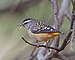 Pardalotus punctatus male with nesting material - Risdon Brook.jpg