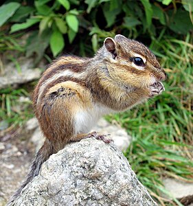 Tamias sibiricus (Siberian Chipmunk)