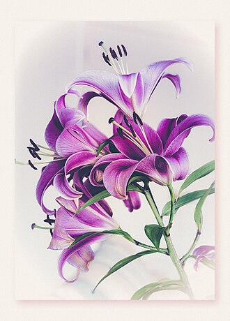 Lilium