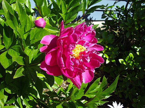 A Paeonia officinalis L. flower