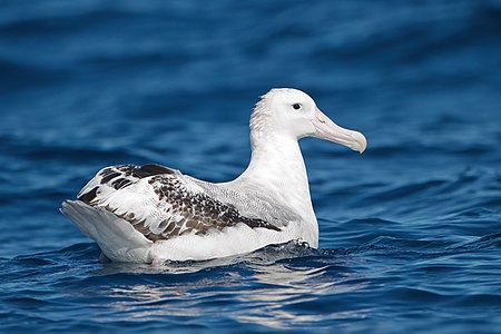 Diomedea exulans (Wandering Albatross)