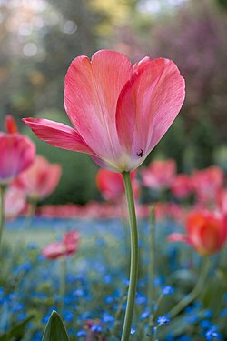 Tulipa gesneriana