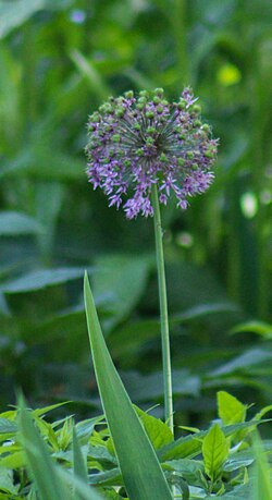 Allium giganteum em 2025