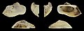 * Nomination Right valve of an Ark Clam, Lamarcka avellana --Llez 04:52, 11 May 2025 (UTC) * Promotion  Support Good quality. --Petro Stelte 05:22, 11 May 2025 (UTC)