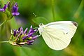 * Nomination: This is the picture of a butterfly using its trunk to sip some nectar from a purple flower. By User:JHegueLyon --Mickaël en résidence 08:12, 6 May 2025 (UTC) * Review nice photo but should be identified - in English the 'trunk' is its proboscis. --Charlesjsharp 10:30, 6 May 2025 (UTC)