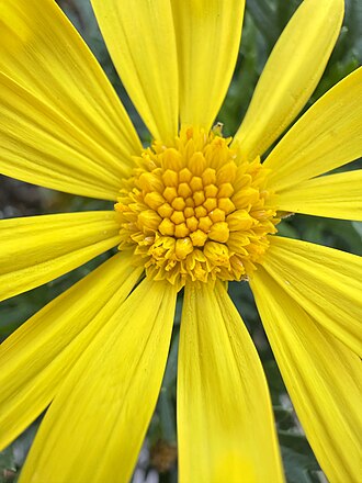 Close-up of Euryops Daisy