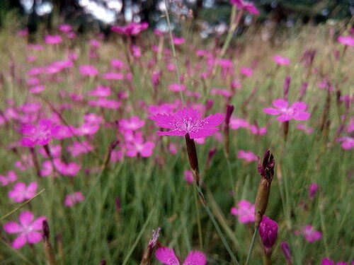 Dianthus deltoides in the meadow, Czech Republic