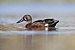 Australasian Shoveler - Goulds Lagoon Wildlife Sanctuary.jpg