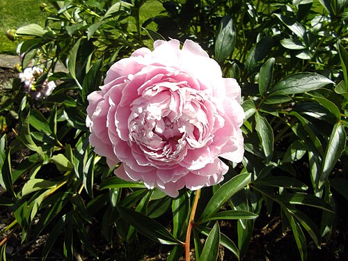 A single light pink Paeonia lactiflora flower