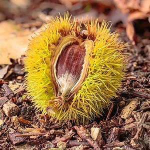 Afgevallen kastanje van een Tamme kastanje (Castanea sativa)