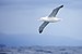 Snowy Albatross 0A2A8292.jpg