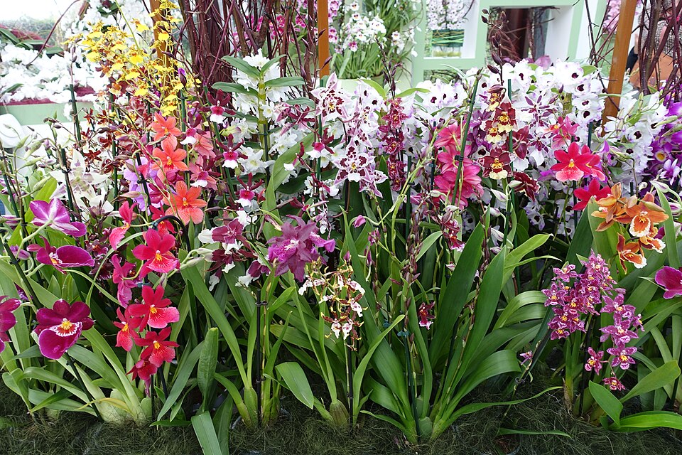 Orchids in the Keukenhof, Lisse, NL