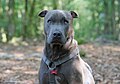 * Nomination: Shar Pei × American Staffordshire Terrier dog in Parc naturel régional des Ardennes (Monthermé, France) --Trougnouf 19:34, 29 April 2025 (UTC) * Review I was taught that the focus in animal photographs should preferably be on the eyes; this is not the case here. --Lvova 16:09, 3 May 2025 (UTC)