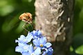 * Nomination: large bee-fly on a forget-me-not flower. --Romzig 15:21, 10 May 2025 (UTC) * * Review needed