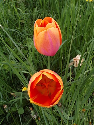Rozkvetlý tulipán zahradní v trávě, Čaková, Czech Republic