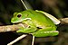 Litoria infrafrenata - Julatten.jpg