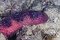 * Nomination: Edible sea cucumber (Holothuria edulis), Zanzibar, Tanzania --Poco a poco 06:07, 7 May 2025 (UTC) * * Review needed