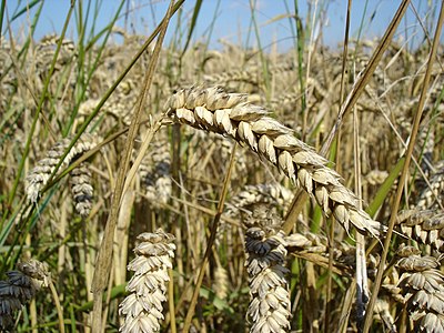 Triticum aestivum (Common Wheat)