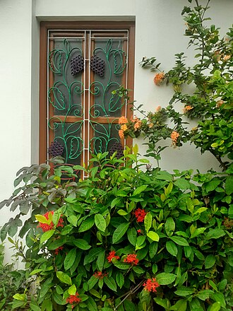 Ixora flowers, in natural settings, Tamilnadu, India.