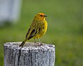 * Nomination Sicalis flaveola por Luiz Alves --Rodrigo.Argenton 19:43, 29 May 2025 (UTC) * Decline  Oppose Looks great at thumbnail size but the focus isn't on the eye, the head is a bit blurry --Benjism89 20:07, 29 May 2025 (UTC)