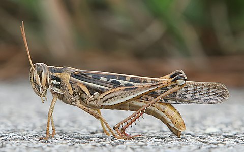Schistocerca americana (American grasshopper)