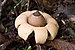 Geastrum saccatum.jpg