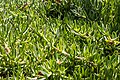 * Nomination Carpobrotus edulis at the Palmetum de Santa Cruz de Tenerife --Mike Peel 05:39, 11 May 2025 (UTC) * Promotion  Support Good quality. --Jakubhal 05:57, 11 May 2025 (UTC)