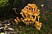 Pholiota sp. - Upper Florentine.jpg