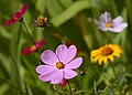 * Nomination Cosmos bipinnatus in May --Ввласенко 15:17, 31 May 2025 (UTC) * Promotion  Support Good quality. --Sebring12Hrs 16:02, 31 May 2025 (UTC)