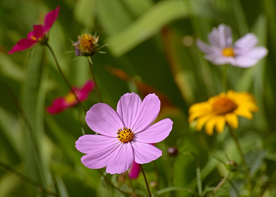 Cosmos bipinnatus in May