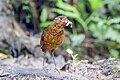 * Nomination Giant antpitta (Grallaria gigantea hylodroma) --Charlesjsharp 12:04, 10 May 2025 (UTC) * Promotion  Support Good quality. --FlocciNivis 13:12, 10 May 2025 (UTC)